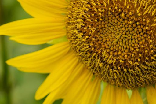 Photo, sunflower, summer, august, 
