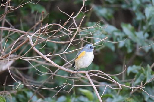 ルリビタキの写真