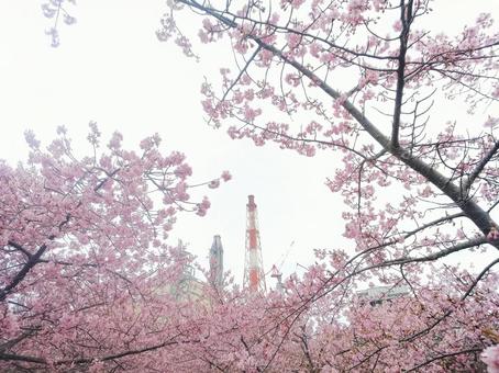 福島の春 春,花,桜の写真素材