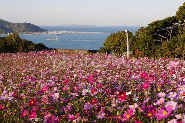 海が見える花畑 のこのしまコスモス畑,コスモス畑,コスモスの写真素材