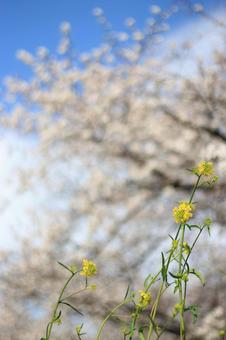Rape blossoms and cherry blossoms in the background_02, JPG Rape blossoms and cherry blossoms in the background_02, JPG