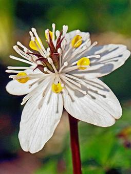 In the light of early spring, प्रारंभिक वसंत, पहाड़ों घास, बेर जैव डॉव nn फिर, JPG