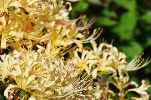 Red spider lily, JPG Red spider lily, JPG