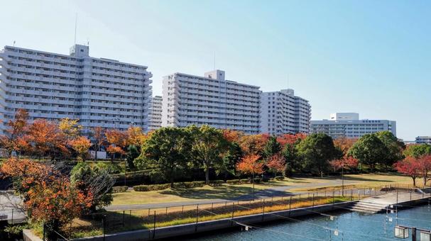 秋の新左近川の紅葉(江戸川区・葛西地区) 秋の新左近川の紅葉(江戸川区・葛西地区) 秋,紅葉,新左近川の写真素材