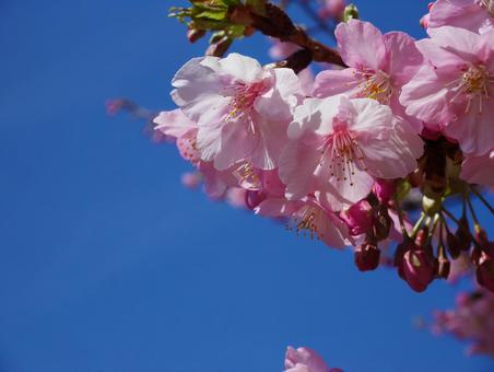 河津桜 河津桜の写真