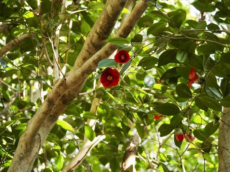 椿のある風景の写真