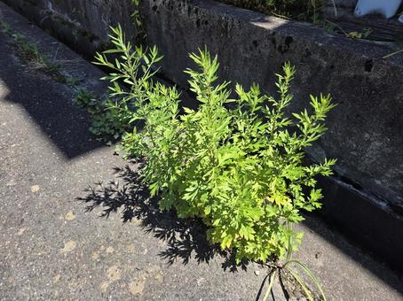 ヨモギ ヨモギの写真