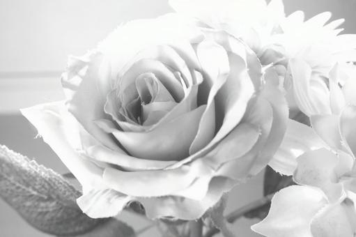 White Rose Memory, JPG White Rose Memory, JPG