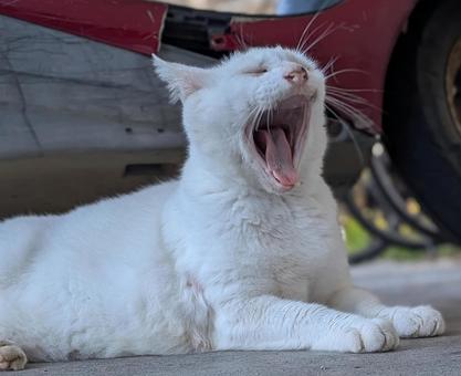 のらねこ あくび 白 のらねこ あくび 白の写真