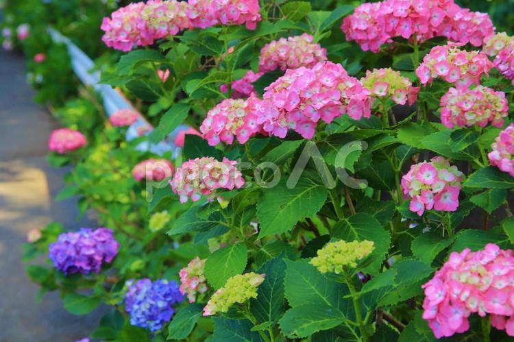 あじさいの季節 紫陽花,あじさい,アジサイの写真素材