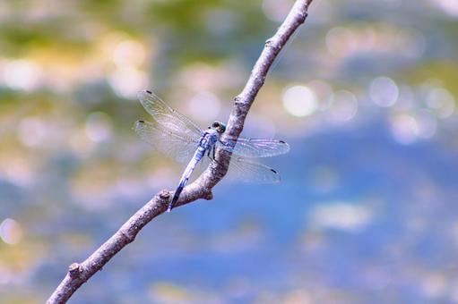 ハス池のトンボ3ー14 ハス池のトンボ3ー14 トンボ,自然,とんぼの写真素材