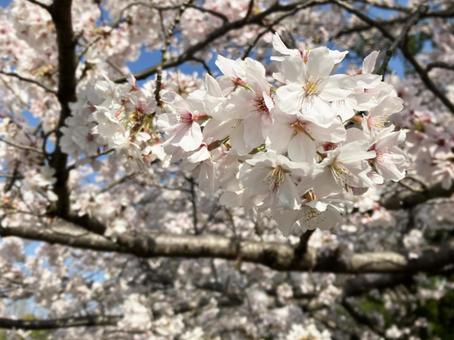 桜 桜の写真