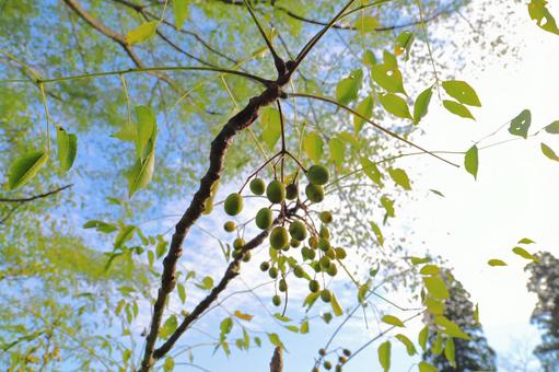 センダンの木　実　青空　雲 センダン,栴檀,木の写真素材