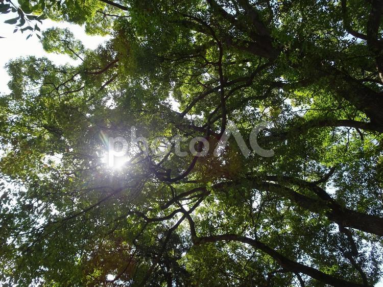 木漏れ日 風景,きれい,晴天の写真素材