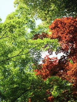 もみじと木漏れ日3 もみじと木漏れ日3の写真