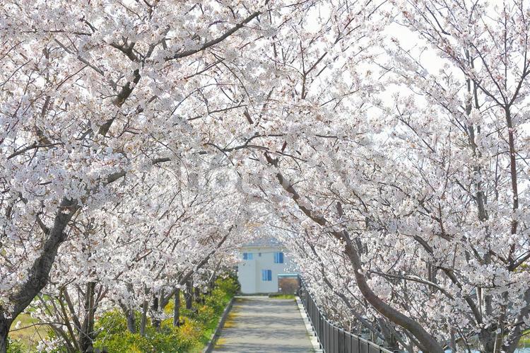 桜並木と白い家 植物,自然,コピースペースの写真素材