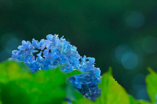 花模様₋アジサイ‐明るいイメージ 花模様₋アジサイ‐明るいイメージの写真
