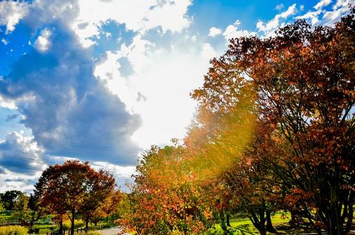 空と木々 空と木々の写真