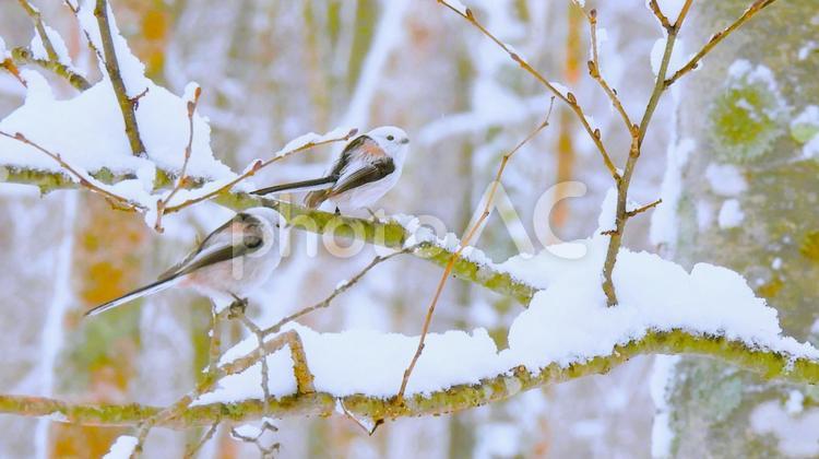 雪の妖精シマエナガ シマエナガ,雪の妖精,可愛いの写真素材