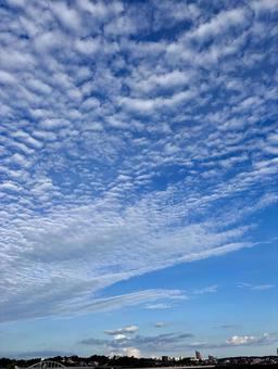 秋の空に浮かぶ、うろこ雲 秋の空に浮かぶ、うろこ雲の写真