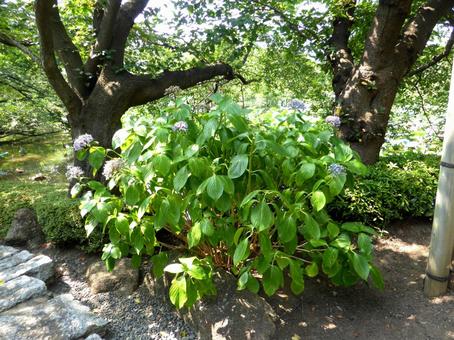 鶴岡八幡宮・見ごろを終えた庭園のアジサイ アジサイ,花,植物の写真素材