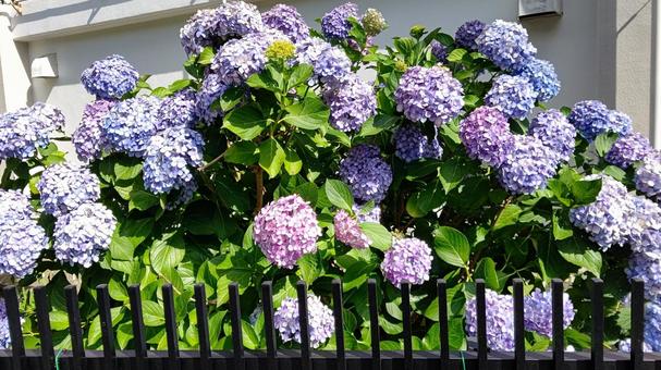 紫陽花  紫陽花 の写真