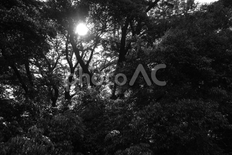 光が差す森林 光,森林,モノクロの写真素材
