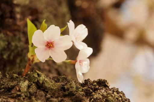 桜 桜の写真