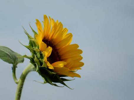 【花の写真】ヒマワリ(向日葵) 【花の写真】ヒマワリ(向日葵)の写真