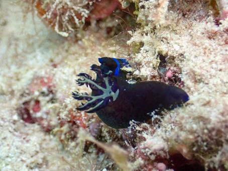ミドリリュウグウウミウシ ミドリリュウグウウミウシ ミドリリュウグウウミウシ,ウミウシ,二次鰓の写真素材