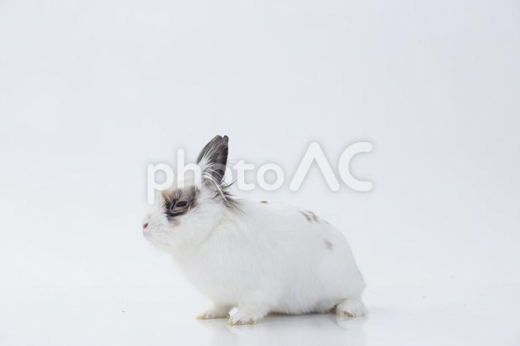 静かに横向くぶちのうさぎ うさぎ,年賀状,ぶちの写真素材