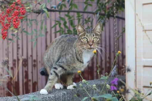 驚いた顔 猫,動物,catの写真素材