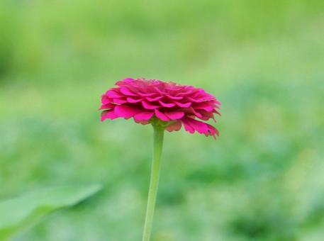 【花の写真】 ヒャクニチソウ(百日草) 【花の写真】 ヒャクニチソウ(百日草)の写真