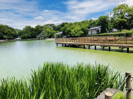Photo, kashihara shrine, kashihara city, nara prefecture, a shrine, 