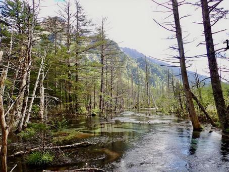 上高地　長野県 上高地,長野県,6月の写真素材