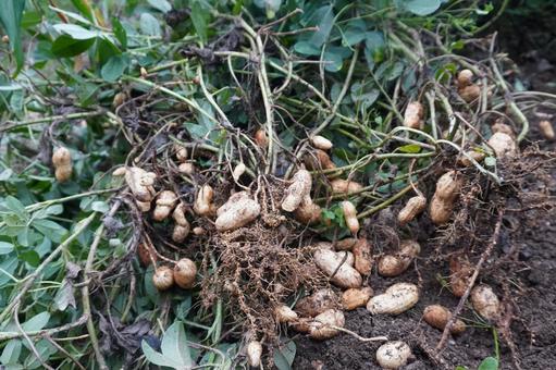 落花生を引き抜き収穫する 落花生を引き抜き収穫する 落花生,収穫,家庭菜園の写真素材