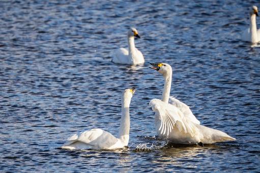 オオハクチョウ(72) 鳥,オオハクチョウ,ハクチョウの写真素材