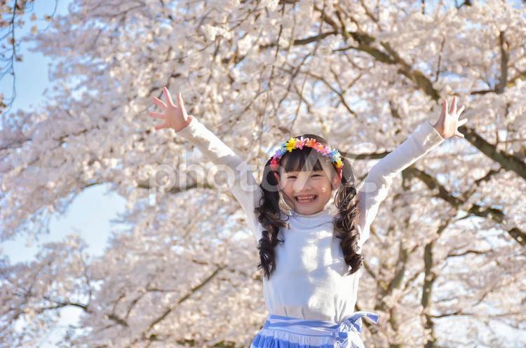 桜と万歳をする女の子 桜,子供,春の写真素材