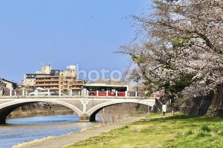 桜　浅野川　 春,桜,橋の写真素材