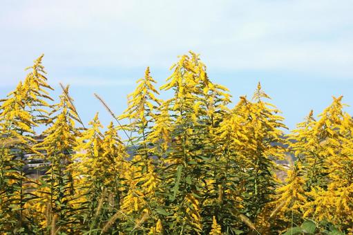 セイタカアワダチソウ セイタカアワダチソウの写真