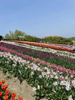 チューリップの花畑 チューリップの花畑 チューリップ,風景,カラフルの写真素材