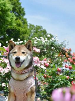 薔薇と愛犬 薔薇と愛犬の写真