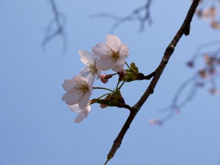 桜の花 桜,春,花の写真素材