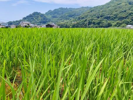 静岡県伊豆市小土肥の田んぼの風景 静岡県伊豆市小土肥の田んぼの風景 水田,田圃,稲作の写真素材
