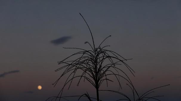 月光に揺れるすすきの夜 月光に揺れるすすきの夜 月,すすき,夜の写真素材