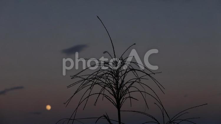 月光に揺れるすすきの夜 月,すすき,夜の写真素材
