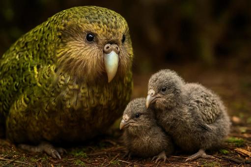 絶滅危惧種、カカポの愛情深い親子の姿の写真