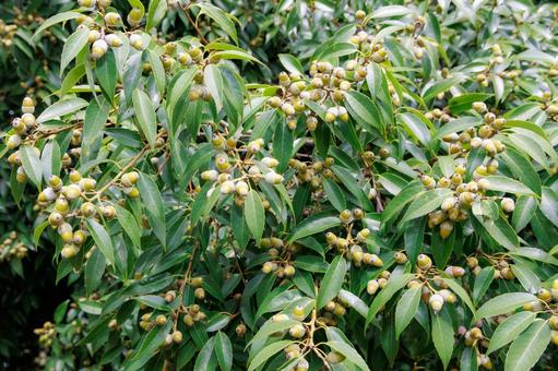 緑のドングリの森 オーク,ドングリ,緑葉の写真素材