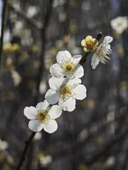 桜三兄弟 桜三兄弟の写真