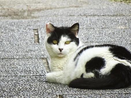 見つめる猫 見つめる猫の写真